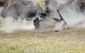 An American Bison having a dust bath in Yellowstone National Park.