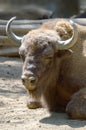 American Bison head. Vertical