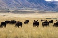 American Bison graze near the mountains on Antelope Island State Park in Utah Royalty Free Stock Photo