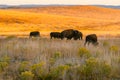 American bison herd in the golden rolling hills in autumn