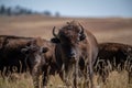 Mother and Calf on the move