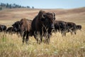 Bison Herd on the move