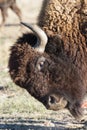 American Bison on the High Plains of Colorado Royalty Free Stock Photo