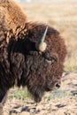 American Bison on the High Plains of Colorado Royalty Free Stock Photo