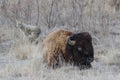 American Bison on the High Plains of Colorado Royalty Free Stock Photo