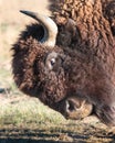 American Bison on the High Plains of Colorado