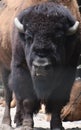 American Bison With His Tongue Sticking Out Royalty Free Stock Photo