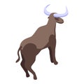 American bison icon isometric vector. Buffalo head