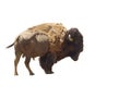 American Bison - Isolated