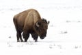 American Bison in wintertime Royalty Free Stock Photo