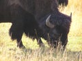 Bison head eating grass in Yellowstone National Park, Wyoming
