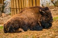 An American bison rests in the dirt. Royalty Free Stock Photo