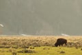 American bison in meadow, Grand Teton National Park Royalty Free Stock Photo