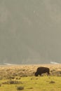 American bison in meadow, Grand Teton National Park Royalty Free Stock Photo