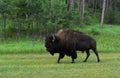 American Bison Meandering by Woodlands in South Dakota