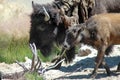 Bison mother  with baby in Yellowstone National Park Royalty Free Stock Photo