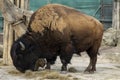 Bizon or zubr buffalo in the zoo