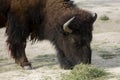 Bizon or zubr buffalo in the zoo