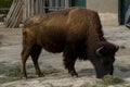 Bizon or zubr buffalo in the zoo