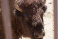 American bison in a natural park, some standing, others lying, and others with young near them. Animals on a natural background,