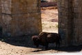 American bison in a natural park, some standing, others lying, and others with young near them. Animals on a natural background,