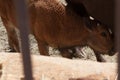 American bison in a natural park, some standing, others lying, and others with young near them. Animals on a natural background,