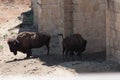 American bison in a natural park, some standing, others lying, and others with young near them. Animals on a natural background,