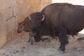 American bison in a natural park, some standing, others lying, and others with young near them. Animals on a natural background,