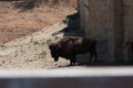 American bison in a natural park, some standing, others lying, and others with young near them. Animals on a natural background,