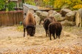 American bison from North America