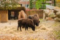 American bison from North America