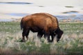 American Bison Photo Royalty Free Stock Photo