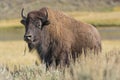 American Bison on the Plains