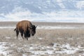 American bison on the plains in winter Royalty Free Stock Photo