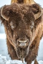 American Bison Portrait