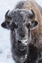 American Bison portrait covered with snow Royalty Free Stock Photo