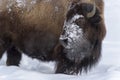 American Bison portrait covered with snow, sideview