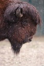 American bison portrait Royalty Free Stock Photo