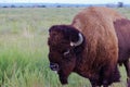 American Bison on the prairie, left side view, tongue out