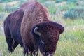 American Bison on the prairie