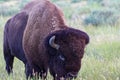 American Bison on the prairie, side view