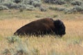 American bison at the prairie at the Yellowstone National Park Royalty Free Stock Photo