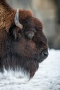 American bison profile Royalty Free Stock Photo