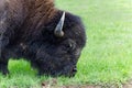 American bison profile Royalty Free Stock Photo