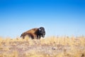 American bison profile laying in dry grass prairie Royalty Free Stock Photo