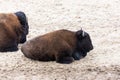 American Bison Resting at Hayden Valley in Yellowstone National Park Royalty Free Stock Photo