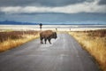 Bison on road in Grand Teton National Park, Wyoming, USA. Royalty Free Stock Photo