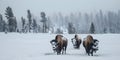 American bison roaming in snow at Yellowstone National Park with a feeding herd in the background. Royalty Free Stock Photo