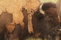 American bison shedding its coat