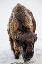 The American bison snowy winter
